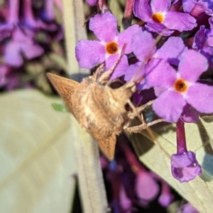 Mythimna (Pseudaletia) convecta at Lions Youth Haven - Westwood Farm A.C.T. - 22 Jan 2024