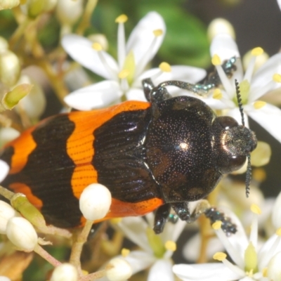 Castiarina bremei (A jewel beetle) at Uriarra Village, ACT - 21 Jan 2024 by Harrisi