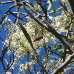 Castiarina bremei at Lower Cotter Catchment - 21 Jan 2024