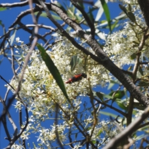 Castiarina bremei at Lower Cotter Catchment - 21 Jan 2024 04:15 PM