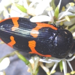 Castiarina bremei at Lower Cotter Catchment - 21 Jan 2024 04:15 PM