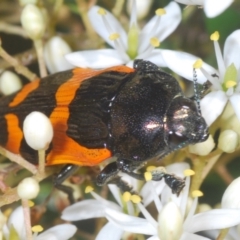 Castiarina bremei at Lower Cotter Catchment - 21 Jan 2024 04:15 PM