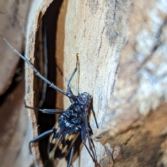Phoracantha tricuspis (Longhorn Beetle) at Kambah, ACT - 22 Jan 2024 by HelenCross