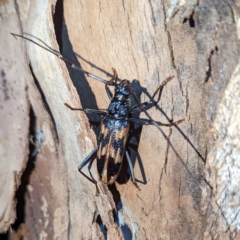 Phoracantha tricuspis at Lions Youth Haven - Westwood Farm A.C.T. - 22 Jan 2024