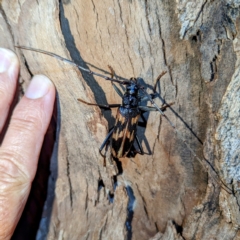 Phoracantha tricuspis at Lions Youth Haven - Westwood Farm A.C.T. - 22 Jan 2024