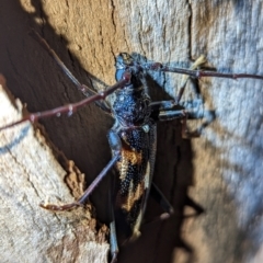 Phoracantha tricuspis at Lions Youth Haven - Westwood Farm A.C.T. - 22 Jan 2024