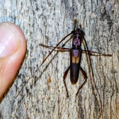 Epithora dorsalis (Longicorn Beetle) at Kambah, ACT - 22 Jan 2024 by HelenCross