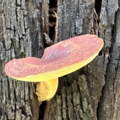 Boletus sp. at Tidbinbilla Nature Reserve - 19 Jan 2024 by Pirom