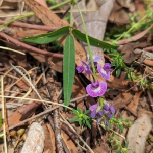 Glycine tabacina at Page, ACT - suppressed