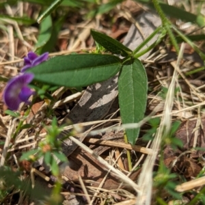 Glycine tabacina at Page, ACT - suppressed