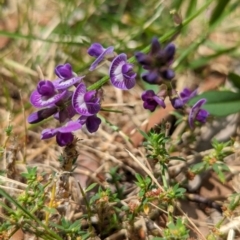 Glycine tabacina at Page, ACT - suppressed