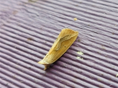 Hypeninae sp. (3) (MoV Part8) (Erebidae (Hypeninae)) (An Erebid moth (Hypeninae) by Csteele4