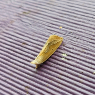 Hypeninae sp. (3) (MoV Part8) (Erebidae (Hypeninae)) (An Erebid moth (Hypeninae) at QPRC LGA by Csteele4
