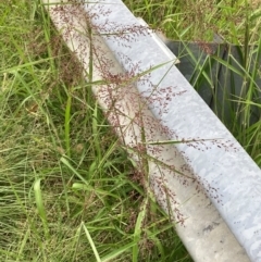 Megathyrsus maximus var. publiglumis (Green Panic, Guinea Grass) at Campbell, ACT - 22 Jan 2024 by SilkeSma