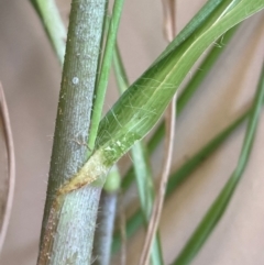 Megathyrsus maximus var. publiglumis at Campbell, ACT - 22 Jan 2024