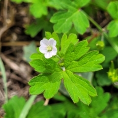 Geranium sp.2 at Banksia Street Wetland Corridor - 23 Jan 2024 by trevorpreston