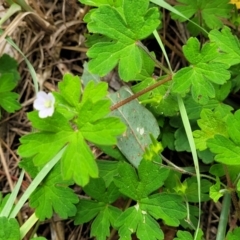 Geranium sp.2 at Banksia Street Wetland Corridor - 23 Jan 2024