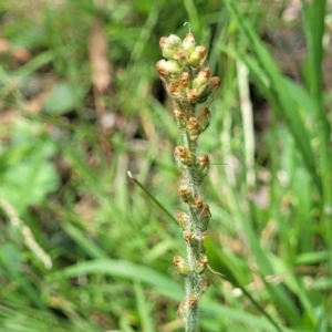 Plantago varia at Banksia Street Wetland Corridor - 23 Jan 2024