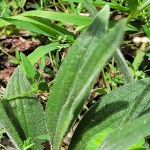 Plantago varia at Banksia Street Wetland Corridor - 23 Jan 2024