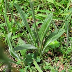 Plantago varia at Banksia Street Wetland Corridor - 23 Jan 2024 01:36 PM