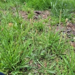 Plantago varia at Banksia Street Wetland Corridor - 23 Jan 2024