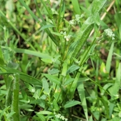 Einadia nutans subsp. nutans at Banksia Street Wetland Corridor - 23 Jan 2024 01:35 PM