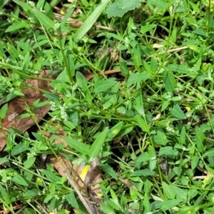 Einadia nutans subsp. nutans at Banksia Street Wetland Corridor - 23 Jan 2024 01:35 PM