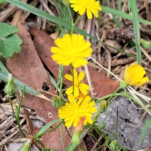 Crepis capillaris at Banksia Street Wetland Corridor - 23 Jan 2024