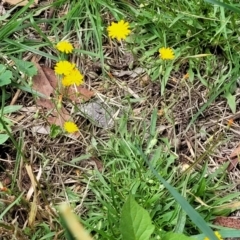 Crepis capillaris at Banksia Street Wetland Corridor - 23 Jan 2024 01:34 PM