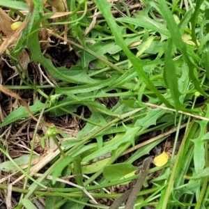 Crepis capillaris at Banksia Street Wetland Corridor - 23 Jan 2024 01:34 PM