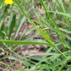 Panicum effusum at Banksia Street Wetland Corridor - 23 Jan 2024