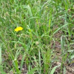 Panicum effusum at Banksia Street Wetland Corridor - 23 Jan 2024