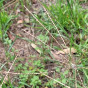 Chloris truncata at Banksia Street Wetland Corridor - 23 Jan 2024 01:32 PM