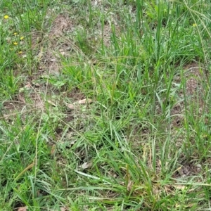 Chloris truncata at Banksia Street Wetland Corridor - 23 Jan 2024 01:32 PM