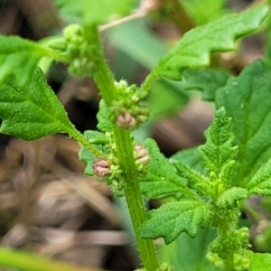 Dysphania pumilio at Banksia Street Wetland Corridor - 23 Jan 2024