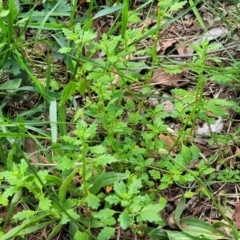 Dysphania pumilio at Banksia Street Wetland Corridor - 23 Jan 2024 01:32 PM