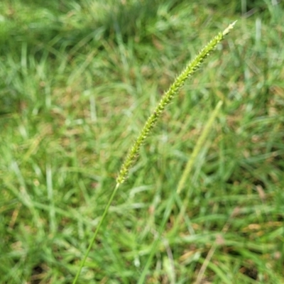 Setaria parviflora (Slender Pigeon Grass) at Banksia Street Wetland Corridor - 23 Jan 2024 by trevorpreston