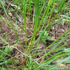 Setaria parviflora at Banksia Street Wetland Corridor - 23 Jan 2024