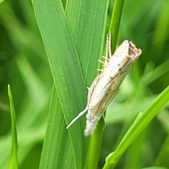 Culladia cuneiferellus (Crambinae moth) at Banksia Street Wetland Corridor - 23 Jan 2024 by trevorpreston