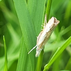 Culladia cuneiferellus at Banksia Street Wetland Corridor - 23 Jan 2024