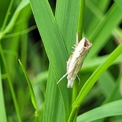 Culladia cuneiferellus at Banksia Street Wetland Corridor - 23 Jan 2024