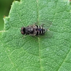 Muscidae (family) - 1 Jan 1900 by trevorpreston