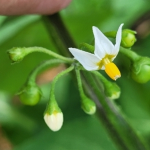 Solanum nigrum at Banksia Street Wetland Corridor - 23 Jan 2024