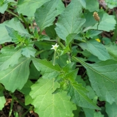 Solanum nigrum at Banksia Street Wetland Corridor - 23 Jan 2024