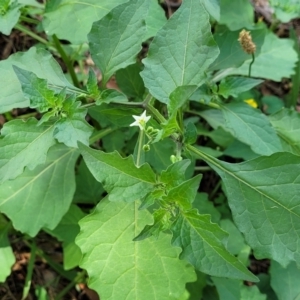 Solanum nigrum at Banksia Street Wetland Corridor - 23 Jan 2024