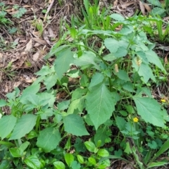 Solanum nigrum at Banksia Street Wetland Corridor - 23 Jan 2024