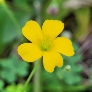 Oxalis exilis at O'Connor, ACT - 23 Jan 2024