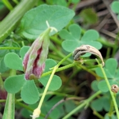 Oxalis exilis at O'Connor, ACT - 23 Jan 2024