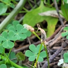 Oxalis exilis at O'Connor, ACT - 23 Jan 2024