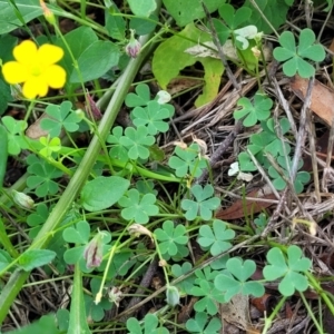 Oxalis exilis at O'Connor, ACT - 23 Jan 2024